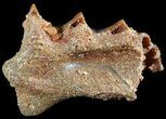 Cretaceous Lungfish (Ceratodus) Tooth Plate #50510-1